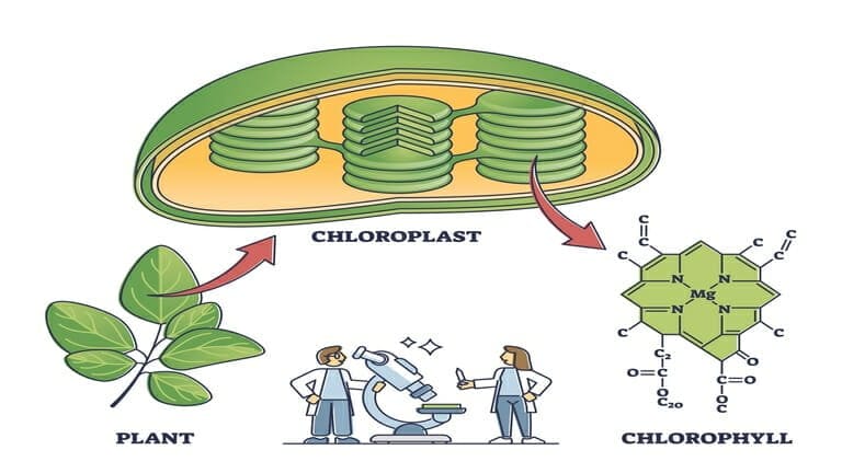 Difference Between Chlorophyll And Chloroplast