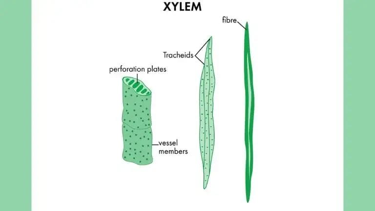 Definition Of Xylem
