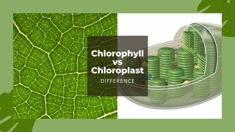What Is The Difference Between Chlorophyll And Chloroplast