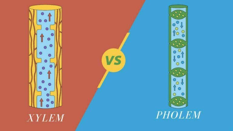 What Is The Difference Between Xylem And Phloem