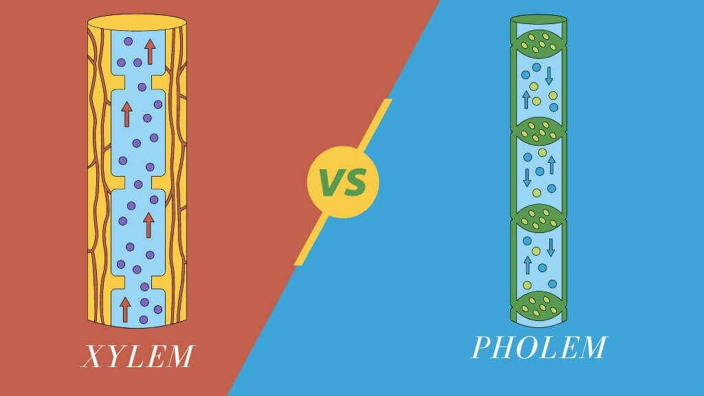 What Is The Difference Between Xylem And Phloem?