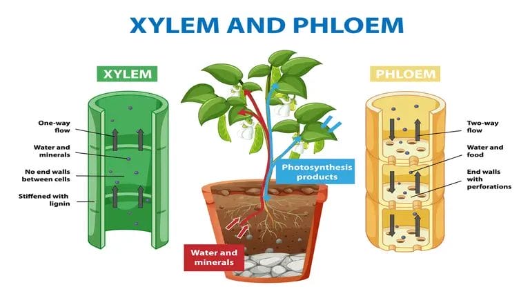 Xylem And Phloem Transport In Plants