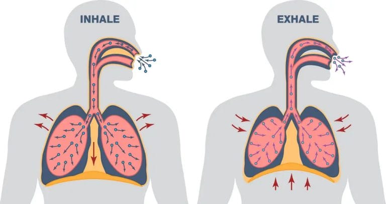 Differences Between Exhalation And Inhalation