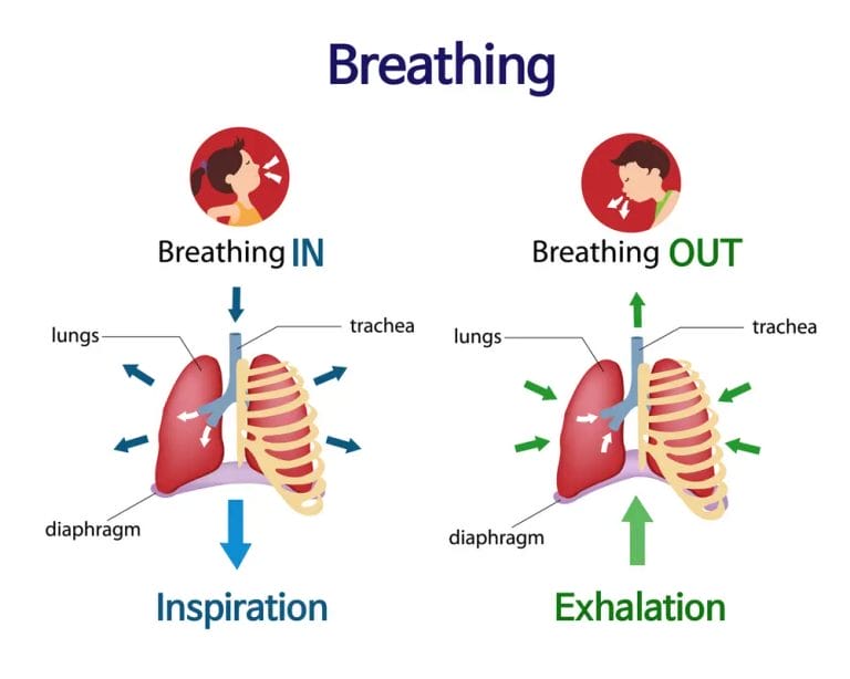 How And Why Do We Inhale And Exhale