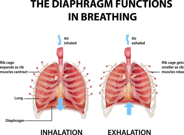 Inhalation Vs Exhalation